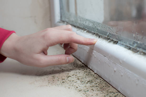 Esperance, WA Mold Removal Company